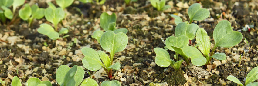 radish sprouts